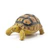 Sulcata Tortoise Mold Vivid Clear Texture 3D Effect Sea Ocean Life Simulation Animal Model for Kids