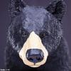 Safari WW Black Bear Wildlife 112589 Figure, Wonders, 1/10 Scale,