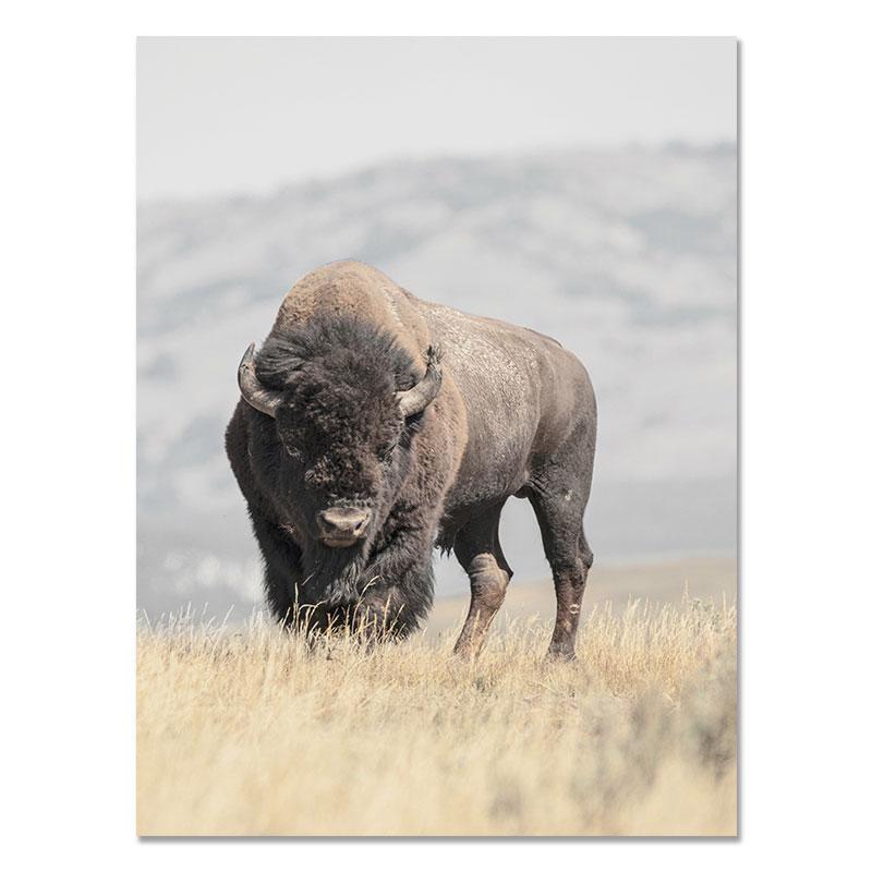 Buffalo Wall Art Bison Poster and Print Highland Cattle Painting Americana Southwestern Farm Wall Picture for Living Room Decor
