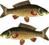Boat Stickers - 2 X Carp