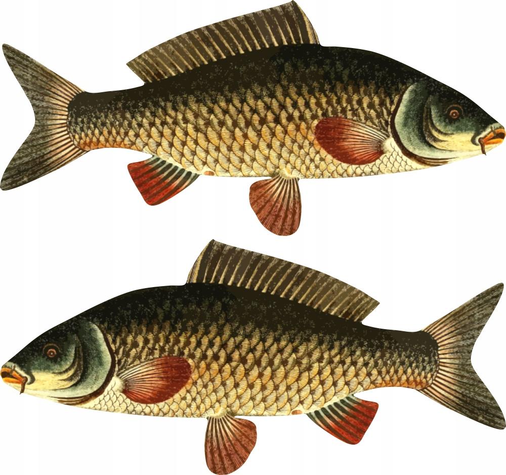 Boat Stickers - 2 X Carp