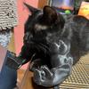 Braț Muscular de Pisică Braț de Gât Imprimat 3D cu Mușchi Animal de Companie Accesorii Costum Cosplay pentru Halloween Consumabile pentru Petrecere de Ziua de Naștere