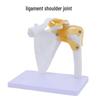 Human Joint Anatomical Models