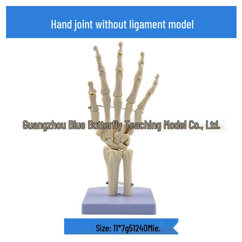 1:1 Human Skeletal Joint Model: Knee, Shoulder, Elbow, Hand, Foot, Hip