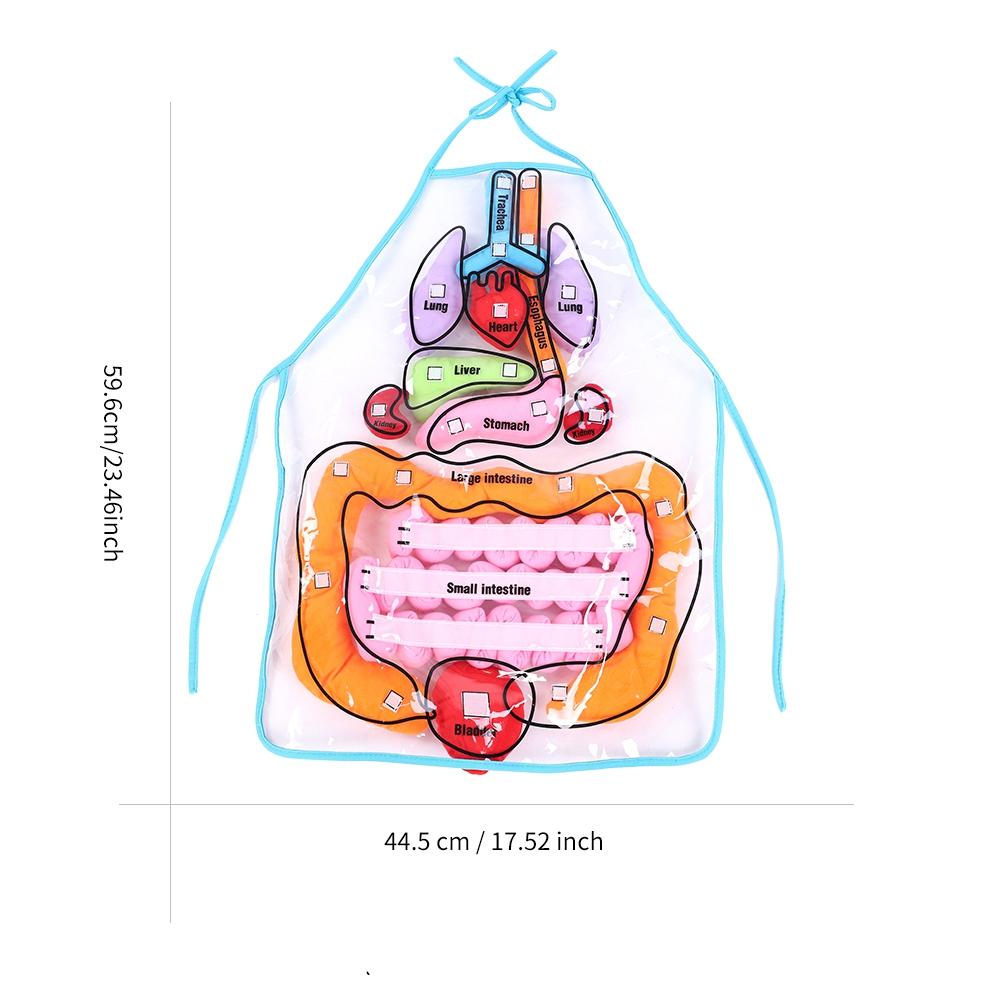 Kids Viscera Teaching Utensil Children Educational Development Organ Apron Toy
