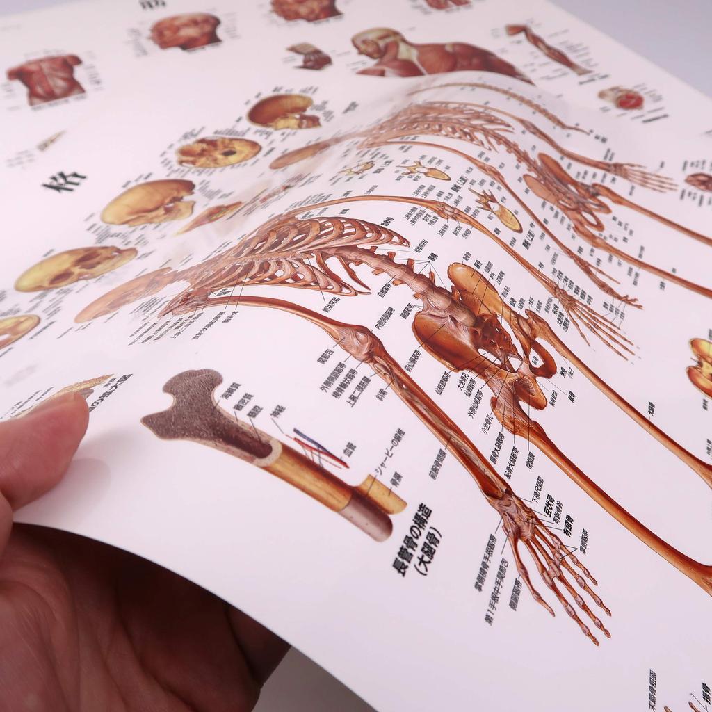 Learn the names of bones and muscles throughout the body. Human anatomy poster, skeleton and muscle set, B2 size - 3B Scientific