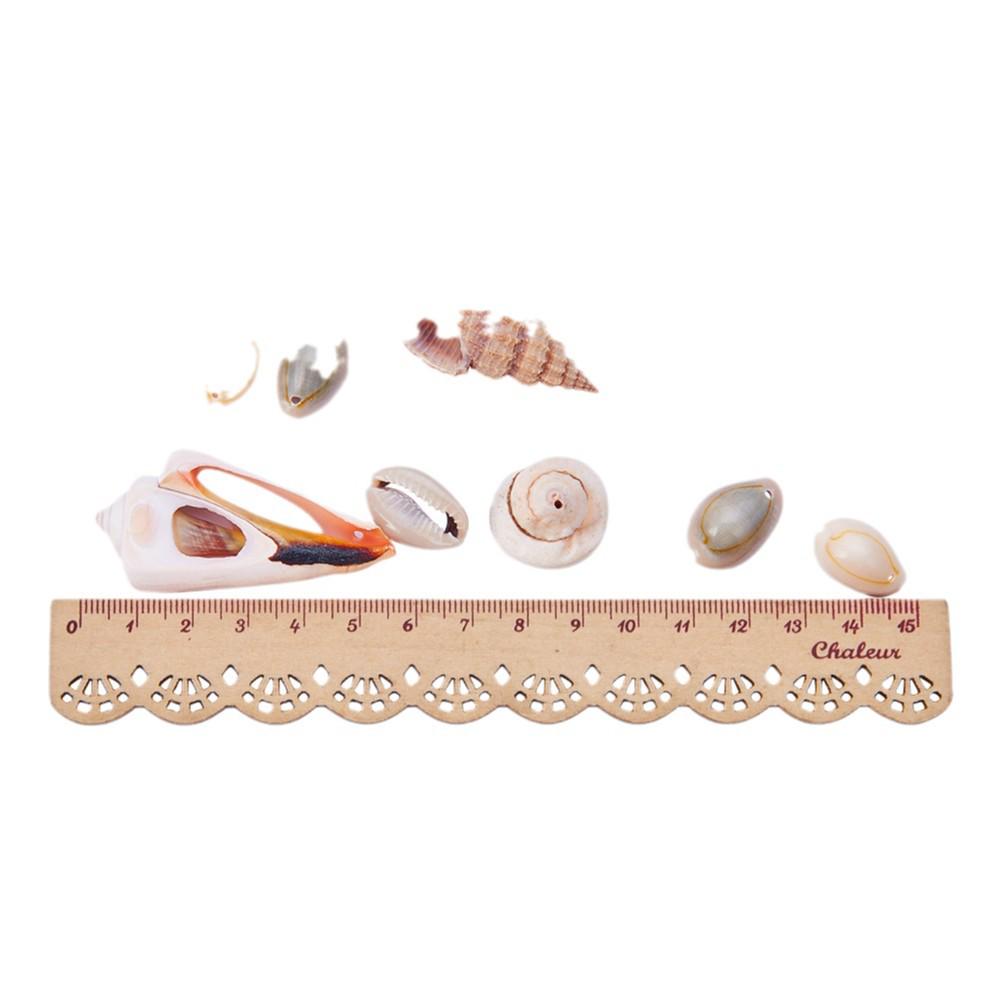 Natural Mixed Shell Conch Jewelry & Fish Tank Decorations