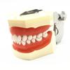 Modèle dentaire dents de gomme modèle d'enseignement modèle de Typodont dentaire Standard démonstration avec modèle de dents amovibles modèles de dentiste