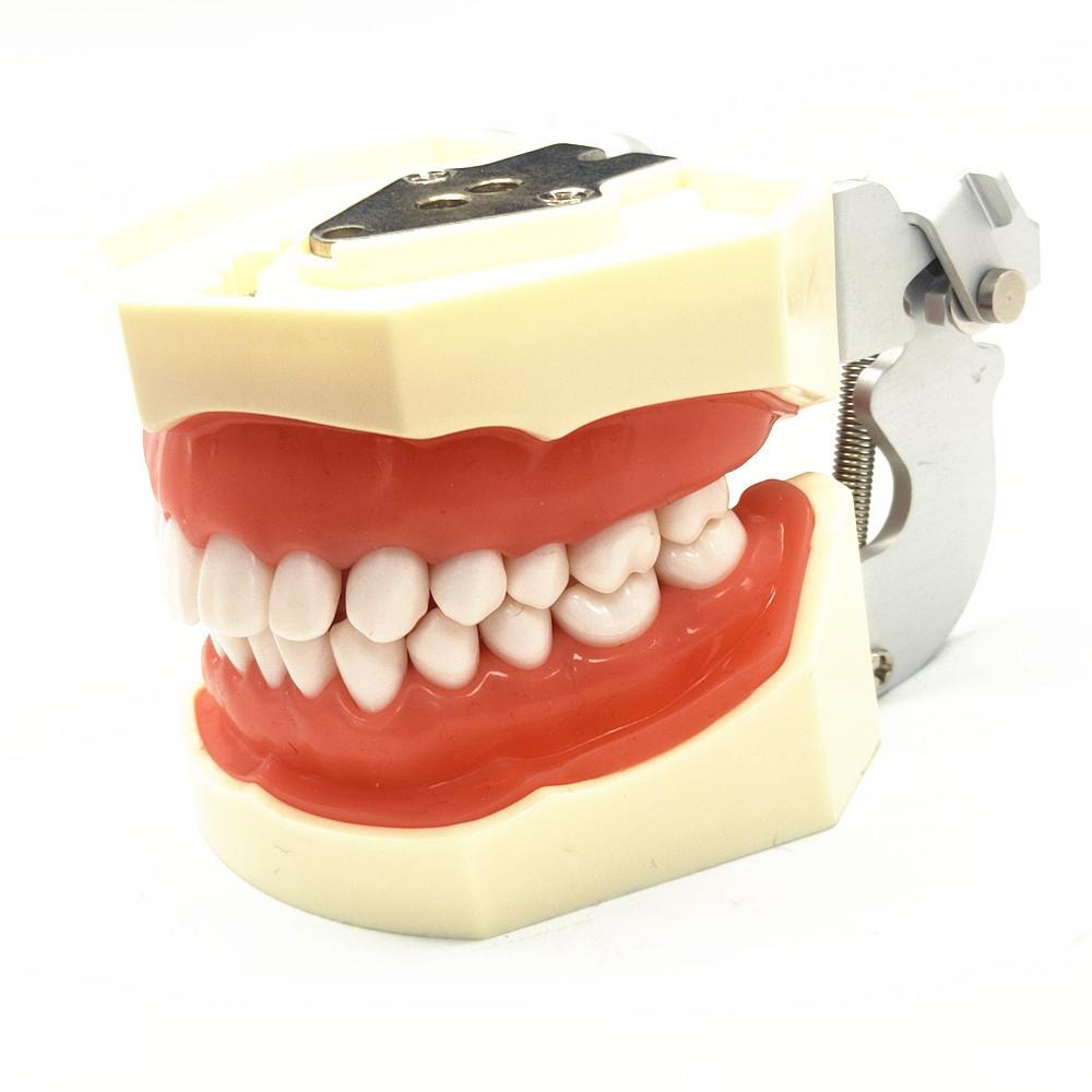 Modèle dentaire dents de gomme modèle d'enseignement modèle de Typodont dentaire Standard démonstration avec modèle de dents amovibles modèles de dentiste