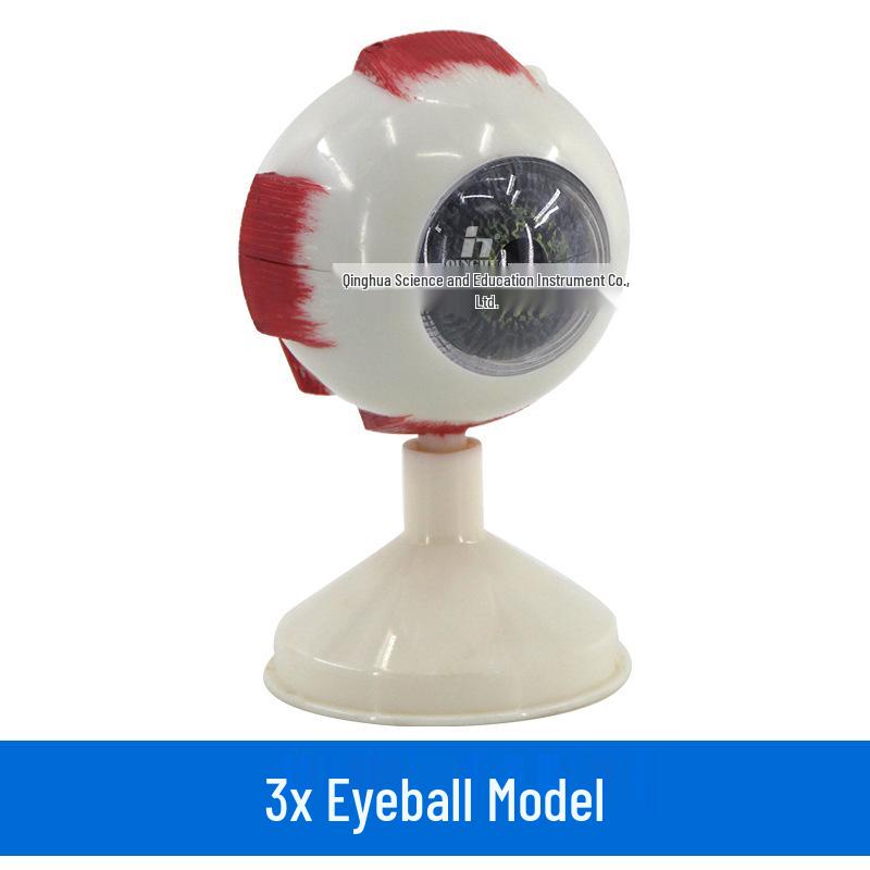 Magnified Human Eye Anatomy Model (6x) for Medical Teaching