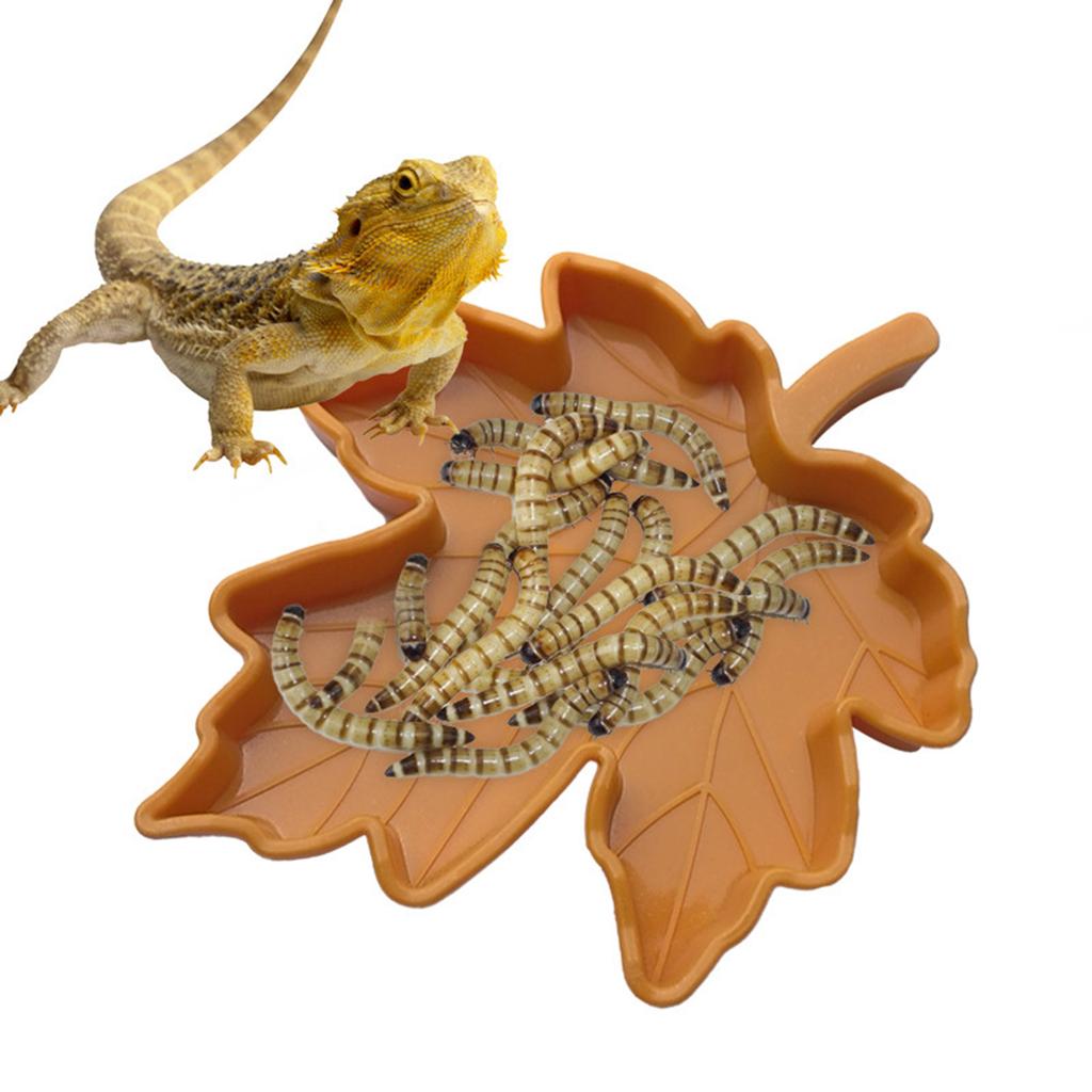 Reptile Food Bowl Lizard Gecko Food Water Dish Bearded Dragon Feeding Dish Plastic Worm Dish for Anoles Turtles