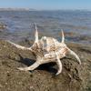 Oversized Conch Shells, Ornaments, Background Walls, Home Decor, Native Tank Landscaping, Sea Sound Listening Gifts, Specimen Collection
