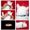 Collier Réfléchissant Anti-étranglement pour Chat Collier Ras du Cou Collier pour Chiot Nouveau-né Collier d'Identification pour Chien Collier Coloré à Clochette pour Chats Produits pour Animaux de Compagnie Chatons
