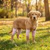 Anti-dirty Pet Knee Pads Soft Dog Leg Warmer Joint Protection Socks Dog Leg Covers  Front Rear Legs