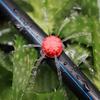 50 Pcs Irrigation Plastic Micro Flow Dripper Drip Head Irrigation Sprinklers Adjustable Water Drippe