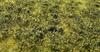 Model Scene Premium Grass Low Mini 13cm X Hobby Mat, Bush, Spring, Pack, 17cm, Material, F503-S (Scenery)