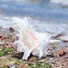 Natural Conch Shell Decors Large Natural Seashells for Fish Tanks Wedding Decoration Beach Theme Party Home Decorations