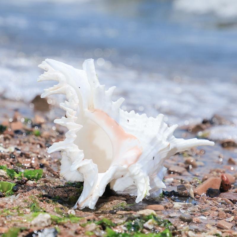 Natural Conch Shell Decors Large Natural Seashells for Fish Tanks Wedding Decoration Beach Theme Party Home Decorations