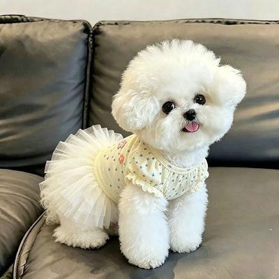 Roupa e sapatos – Vestidos para cães