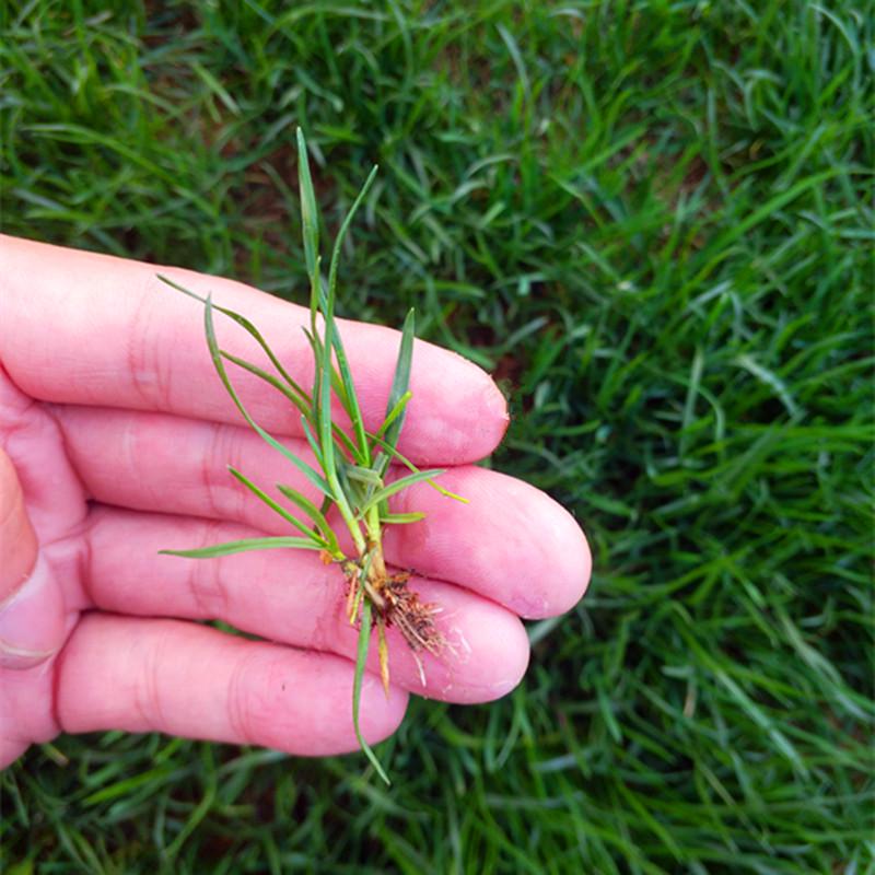 Buy Lawn Seed Grass Seed Short Four Seasons Evergreen Courtyard Villa Green Grass Seed Early at