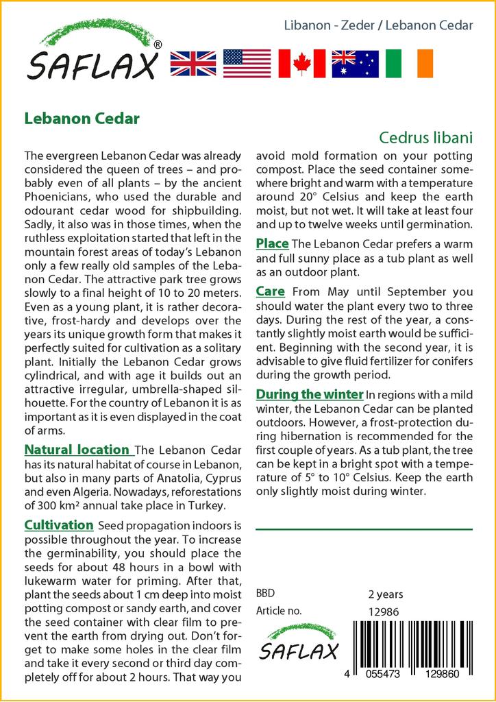 SAFLAX Lebanon Cedar - 20 Seeds - Cedrus Libani