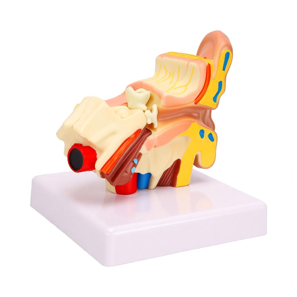 1.5 Times Enlarged Human Ear Anatomy Model Left Outer Middle Inner Structure Anatomical Ear Model