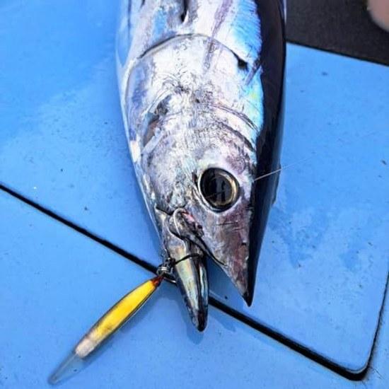 Jackson Clear S Offshore 85mm MCI Micro Sardine