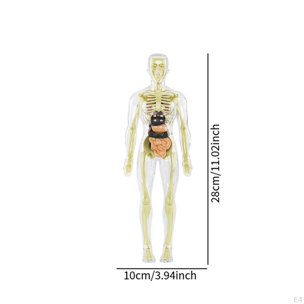 19 Pieces Clear Human Body Structure Model Torsol Toy Detailed Skeleton for
