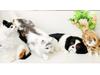 Simulated Kitten Plush Toy & Home Decor Figurine – Perfect Handmade Birthday Gift