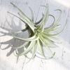 Artificial Pineapple Grass Air Plants Fake Flowers as Home Wall Decoration