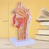 Modello Anatomico Cavità Nasale Gola Faringe Laringe Umano per Studio Studenti Display Insegnamento