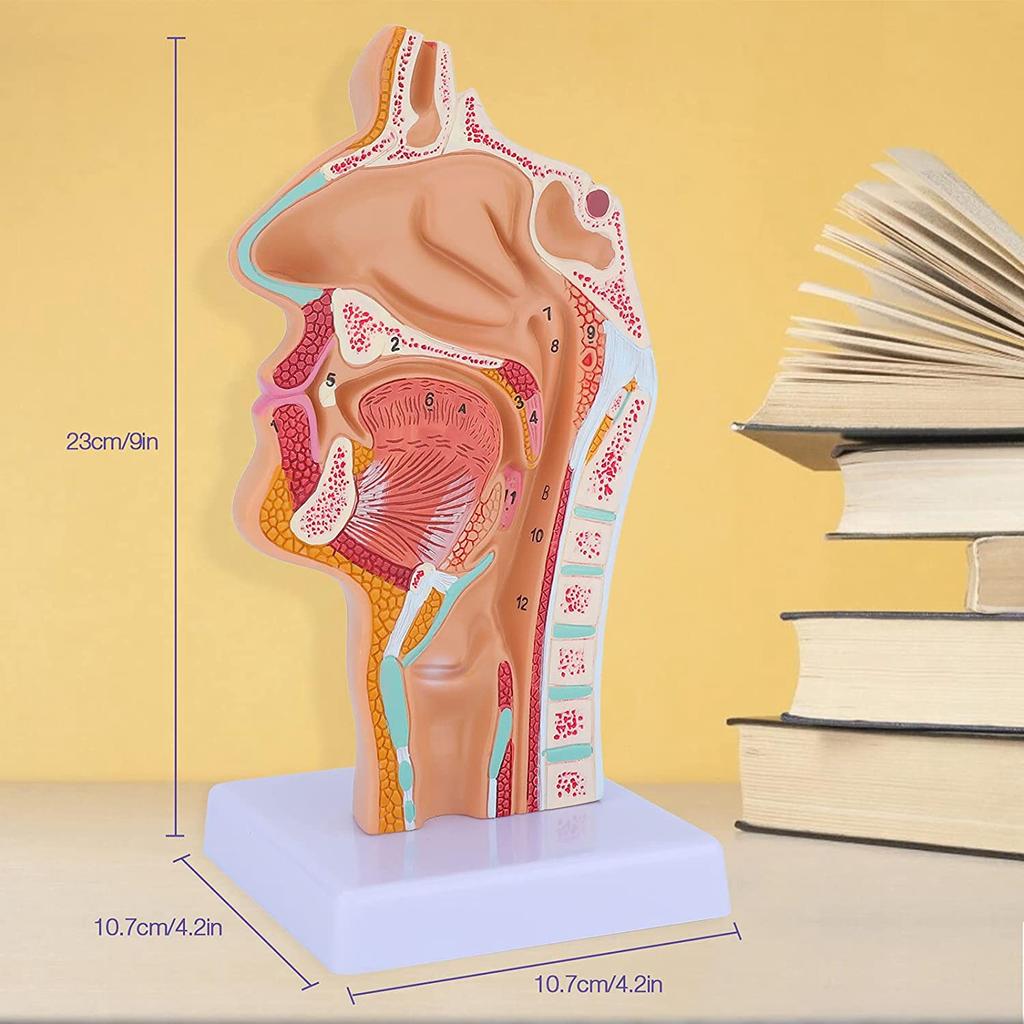 Modello Anatomico Cavità Nasale Gola Faringe Laringe Umano per Studio Studenti Display Insegnamento