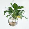 Disco Ball Plant Hanger Mirror Hemisphere Planter Hanging Basket Hanging Pot Ball Planter  Ornament