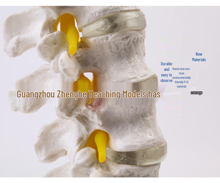 Natural Lumbar Vertebrae with Coccyx Model - Teaching Tool