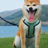 Adjustable Durable Traction Rope Interactive Lead Leash Dog Collars Pet Harness
