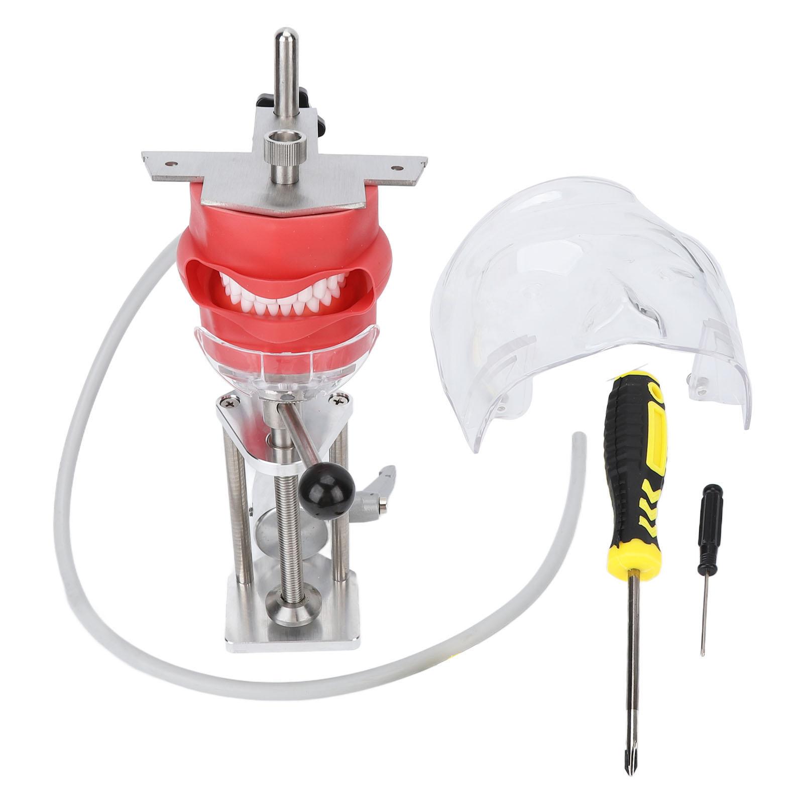 

Манекен голова зубы модель стол фиксирующий зажим вращающийся свободно стоматологический учебный практикующий голова форма