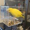 Hanging Acrylic Bird Feeder Spill-proof Cup Parrot Parakeet Tray Bird Automatic Feeder  Cockatiels
