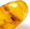 SCIENCE Dominican amber in Dominican Republic Insects in Amber Dominican Republic Original specimen case included Dominican amber with insects