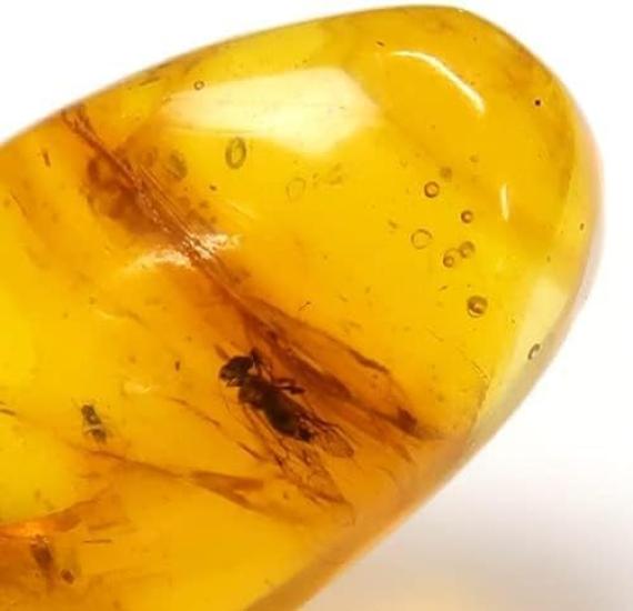 SCIENCE Dominican amber in Dominican Republic Insects in Amber Dominican Republic Original specimen case included Dominican amber with insects