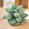 Mini Stuffed Succulents Doll Simulation Succulents Plush Pillow Botany Plush Toy  Birthday Gift