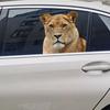 Car Window Glass Stickers Animal Series Vehicle Decal