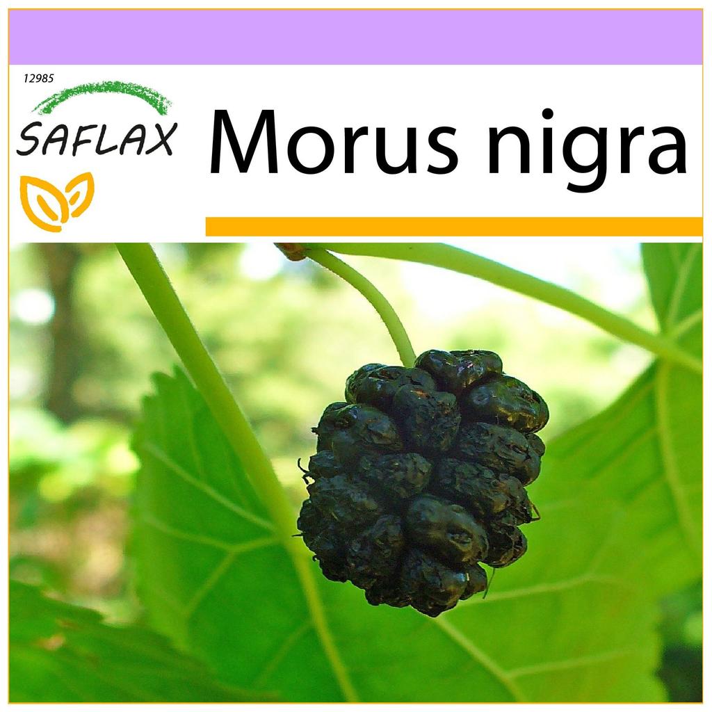 SAFLAX Gelso Nero - 200 semi - Morus nigra
