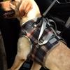 Soft Fabric Dog Leg Support Harness Multi Sizes Disabled Dog Mobility Strap  Arthritic Old Dog Walk