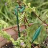 10Pcs Fixed Bonsai Fixing Tool Support Rod Flower Vine Climbing Bracket  For Plants Rose Flowers