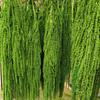 Hanging Rice Dried Preserved Flowers Wedding Decor 'Lover's Tears'
