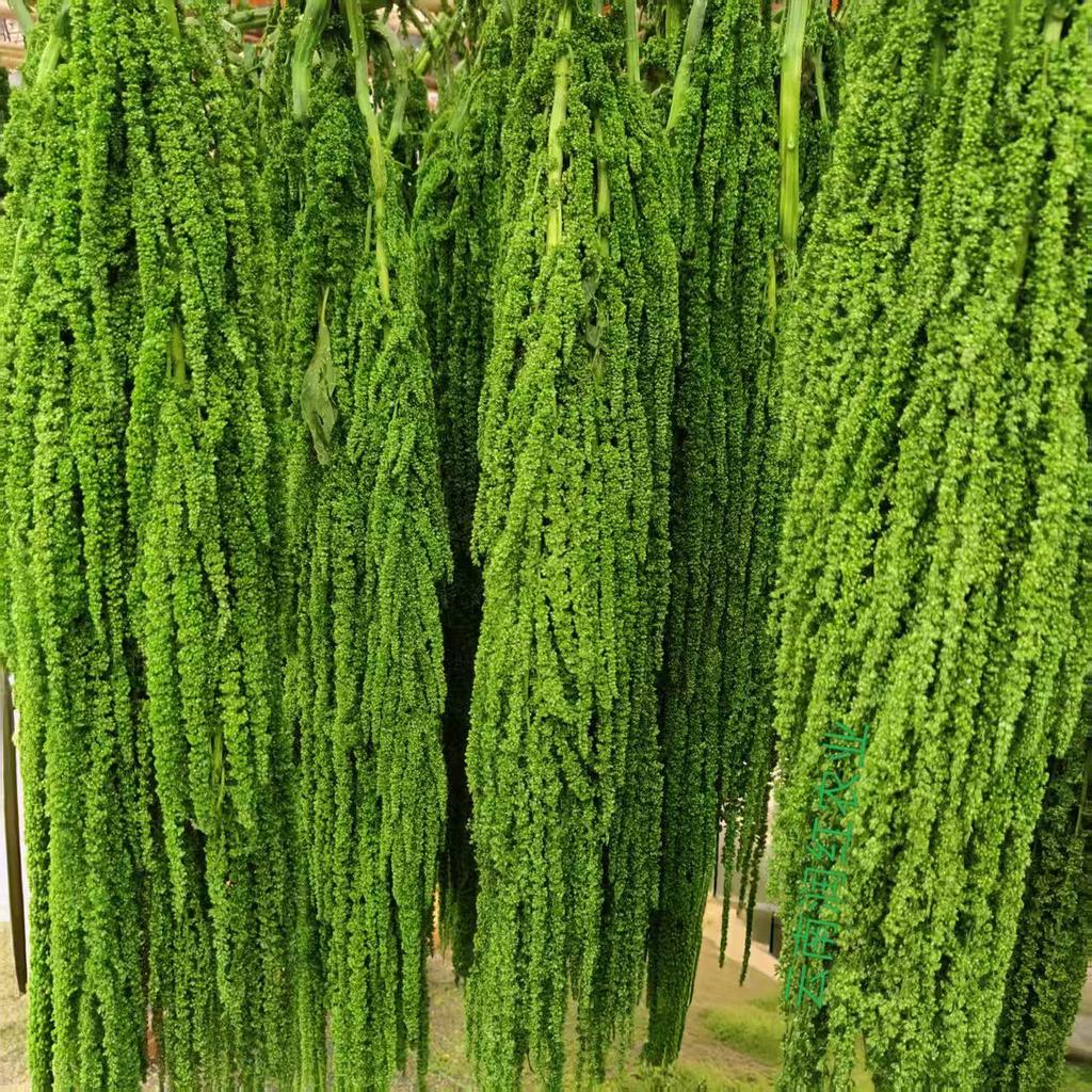 Hanging Rice Dried Preserved Flowers Wedding Decor 'Lover's Tears'
