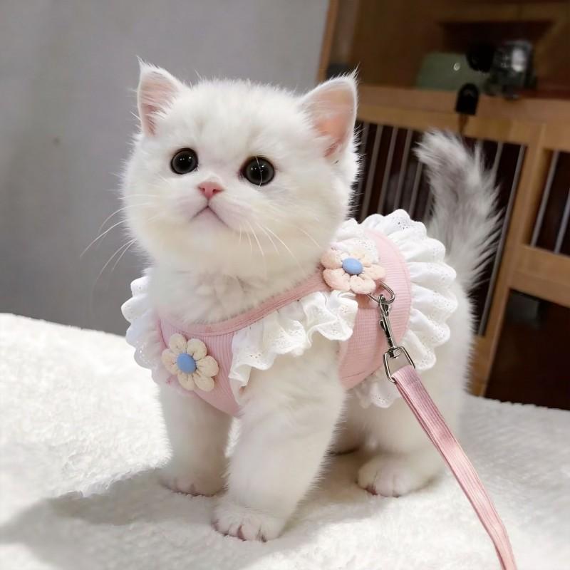 Imbracatura Regolabile per Gatti con Set di Guinzaglio - Carina Pettorina per Animali Domestici in Stile JK da Gatti Piccoli a Grandi Design Anti-Fuga