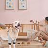 Tutore per Zampe di Cane in Neoprene Traspirante Opzioni Multi-Taglia Fasciatura Canina Recupero Post-Infortunio