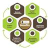 CARMEL ORGANICS Giloy/Guduchi/Gulvel Stangenpulver 340 Gramm | Natürliches Wellness-Nahrungsergänzungsmittel | Amruthavalli podi | Tinospora cordifolia