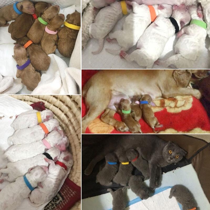 15 Colori Collari per Cuccioli da Parto Collari Identificativi Regolabili per Animali Domestici Fasce Morbide per Cani Neonato per Gatto Gattino 3 Misure